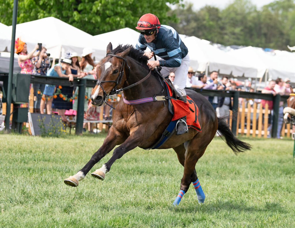 Photo of horse
